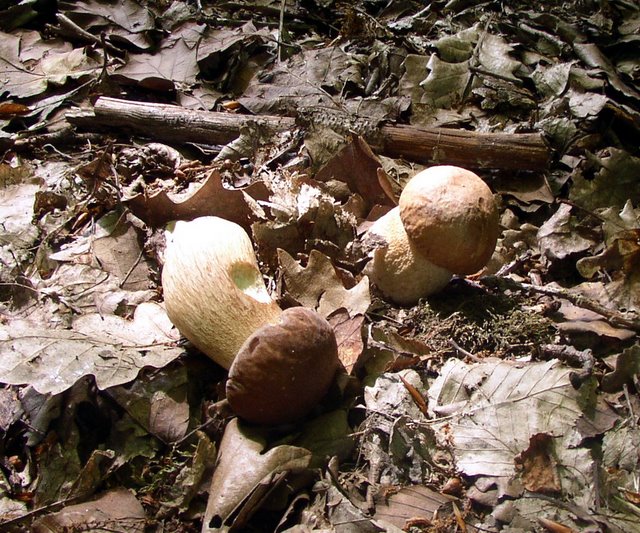 2009 06 Myco porte Baudet 08